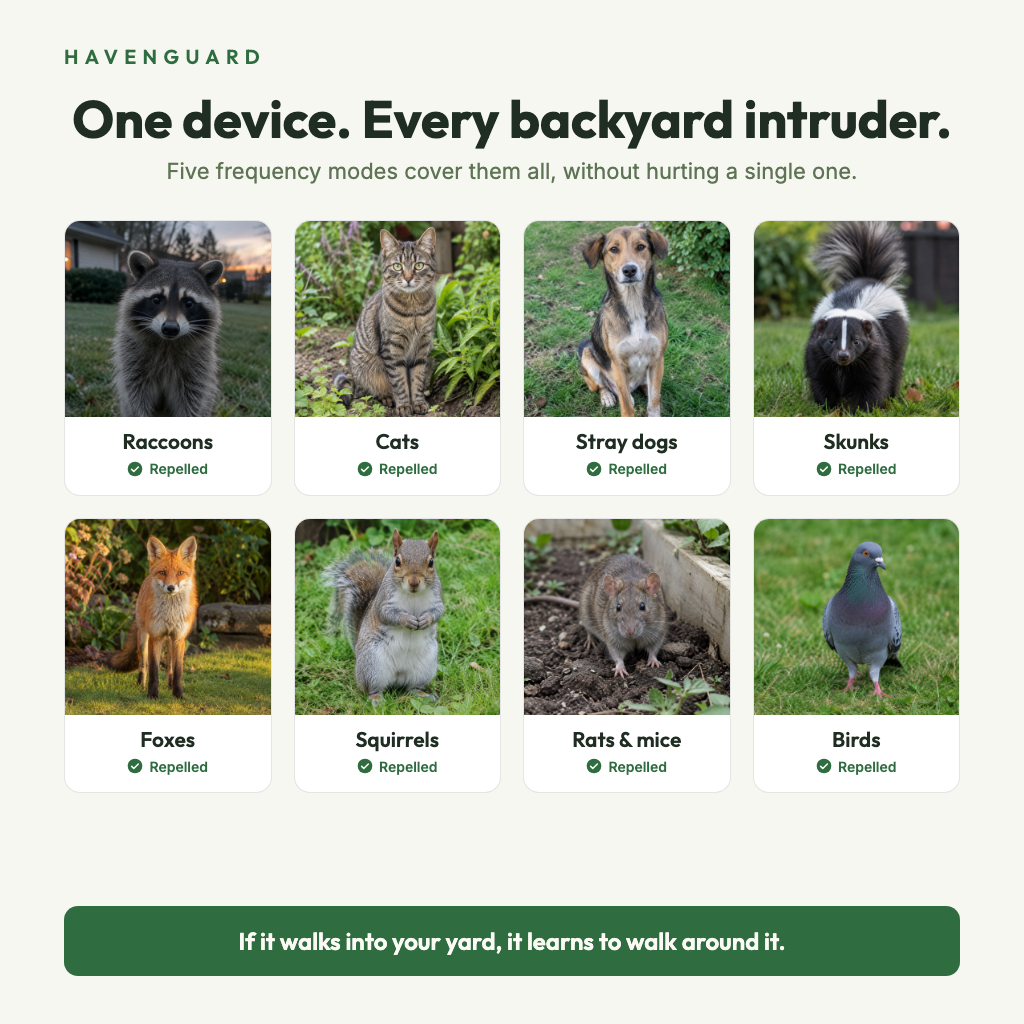 Animals HavenGuard repels: raccoons, cats, stray dogs, skunks, foxes, squirrels, rats and mice, birds