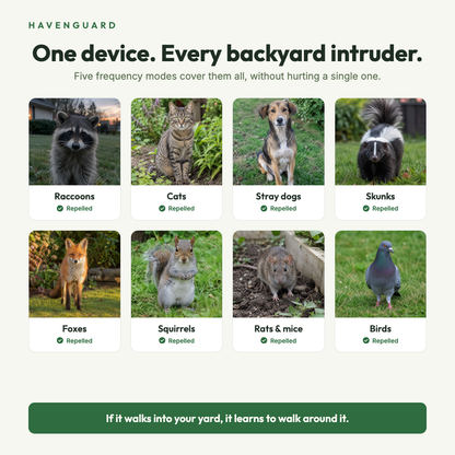 Animals HavenGuard repels: raccoons, cats, stray dogs, skunks, foxes, squirrels, rats and mice, birds